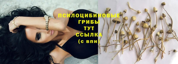 индика Арсеньев